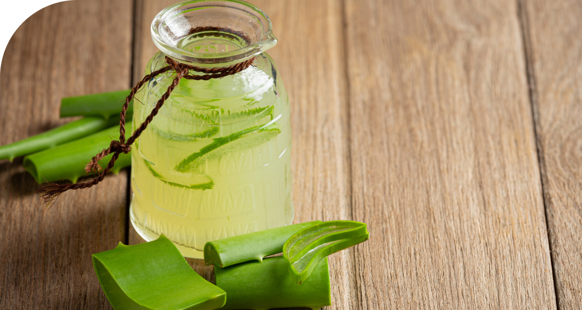 2Aloe Vera (1)